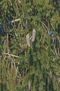 Image of Norway spruce