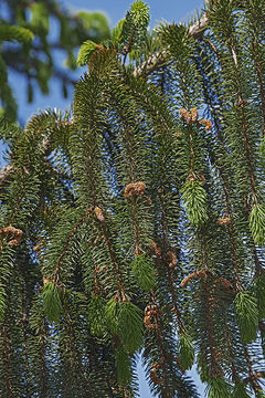 Image of Norway spruce