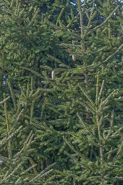 Image of Caucasian Spruce