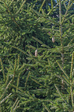 Image of Caucasian Spruce