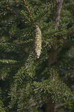 Image of Caucasian Spruce