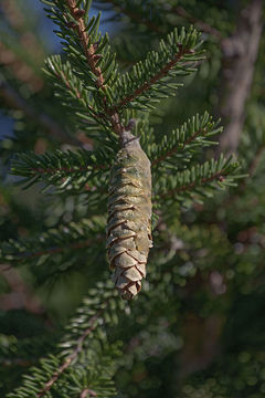 Image of Caucasian Spruce