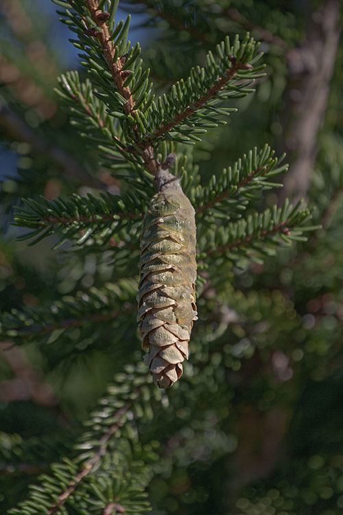 Image of Caucasian Spruce