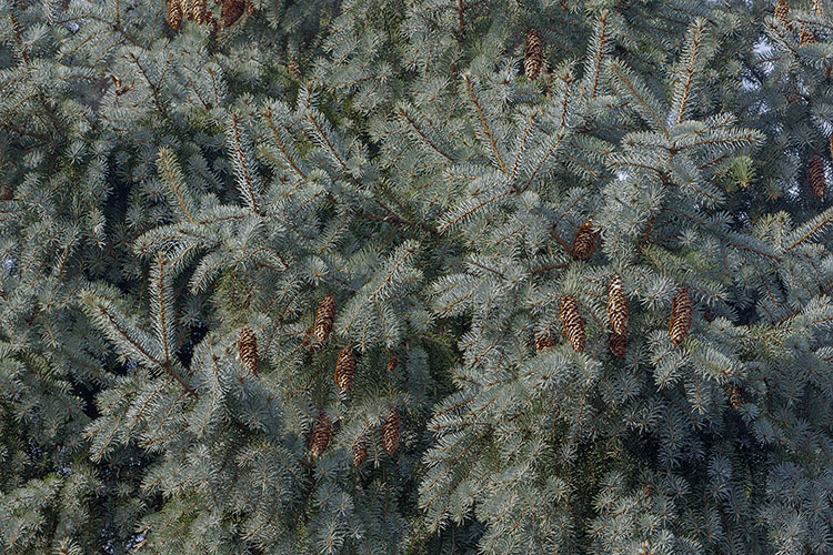 Image of blue spruce