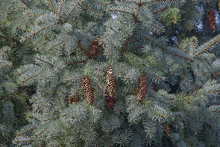 Image of blue spruce