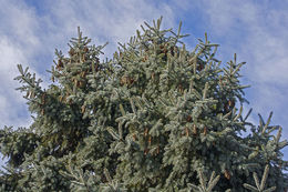 Image of blue spruce