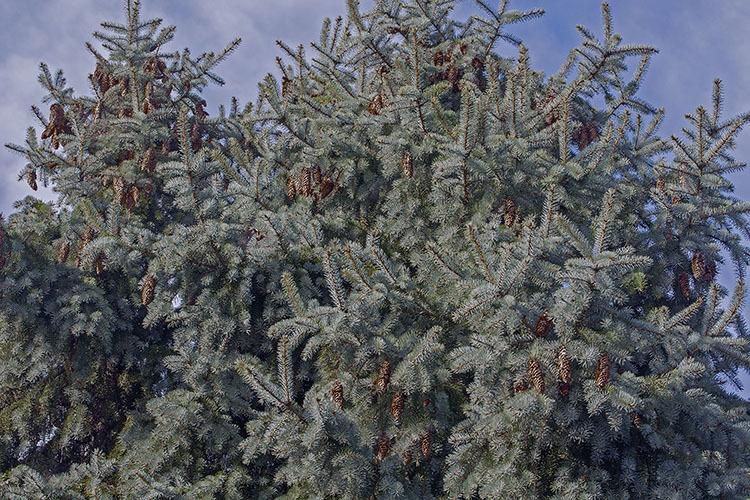 Image of blue spruce