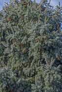 Image of blue spruce