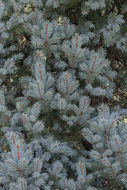 Image of blue spruce