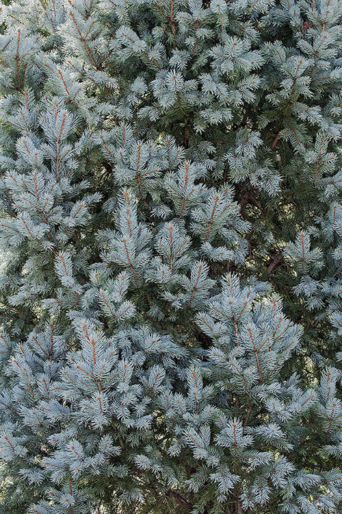 Image of blue spruce