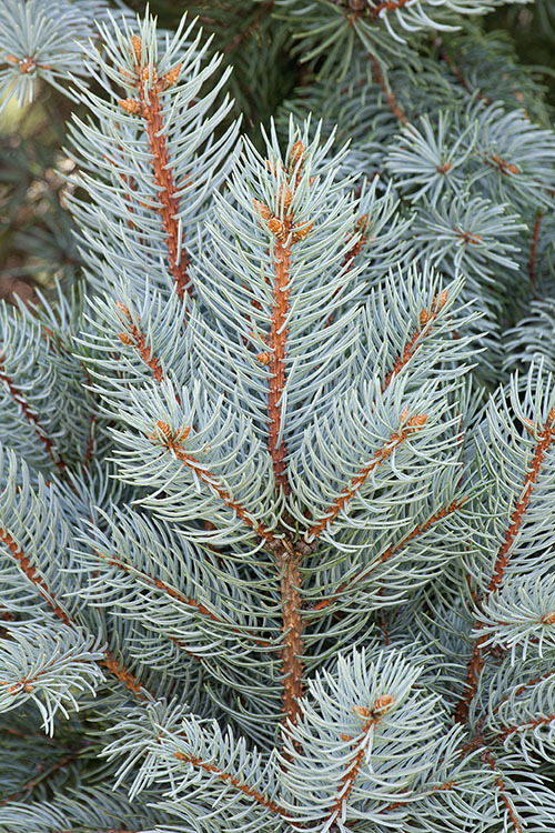 Image of blue spruce