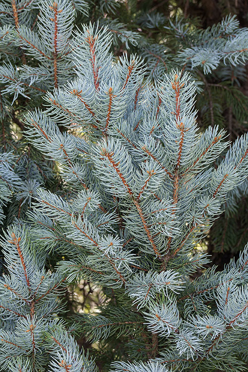 Image of blue spruce