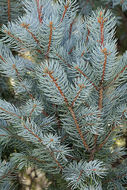 Image of blue spruce