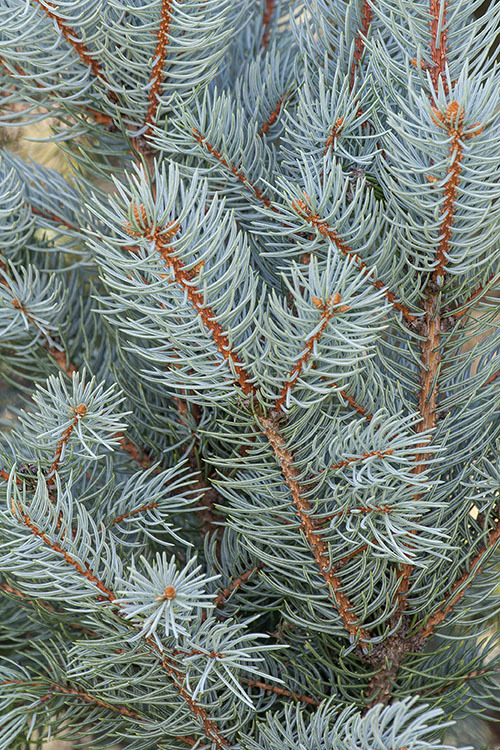 Image of blue spruce