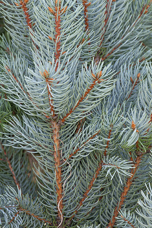 Image of blue spruce