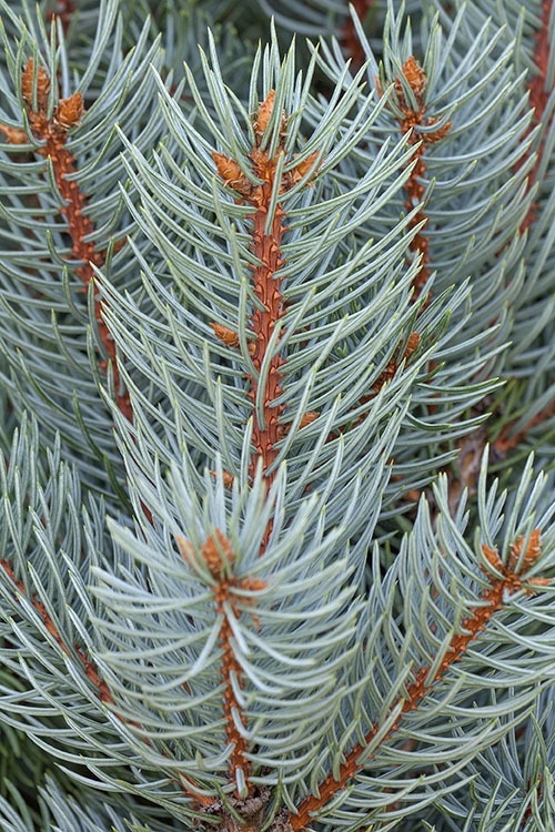 Image of blue spruce