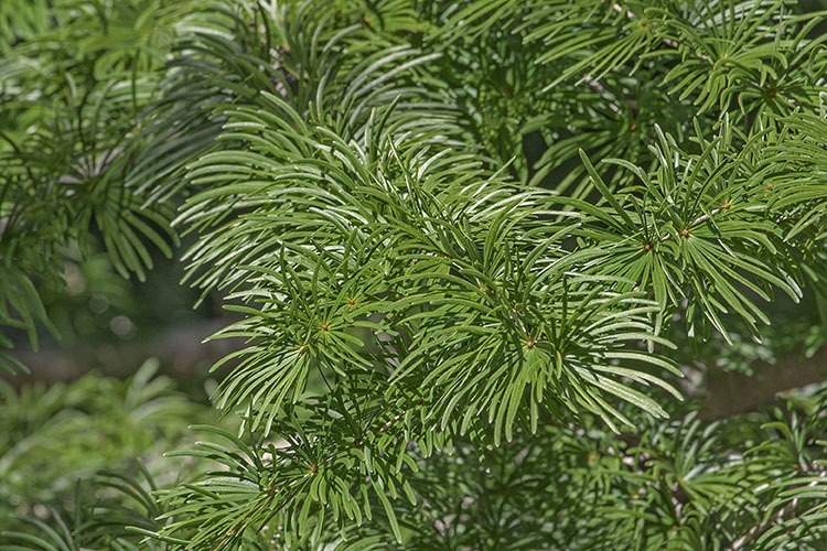 Plancia ëd Pseudolarix amabilis (J. Nelson) Rehd.