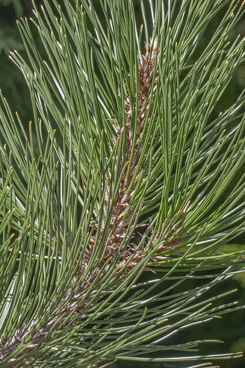 Image of jack pine