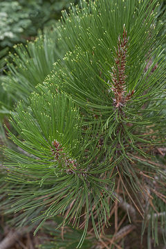 Image of jack pine