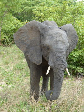 Image of African bush elephant