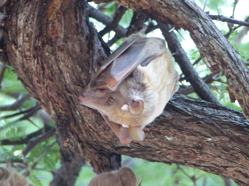 Image de Epomophorus crypturus Peters 1852