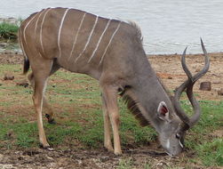 Image of Greater Kudu