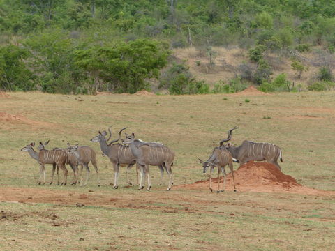 Image of Greater Kudu