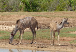 Image of Greater Kudu