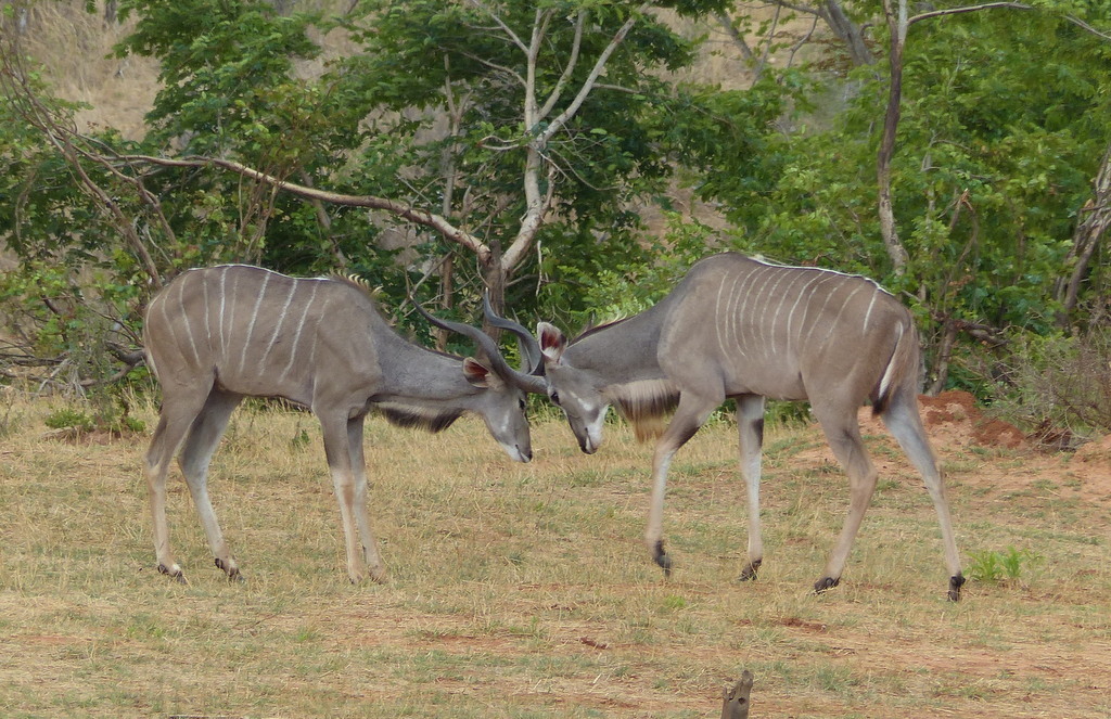 Image of Greater Kudu