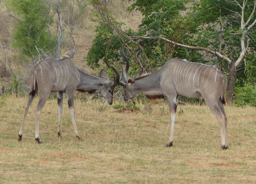 Image of Greater Kudu