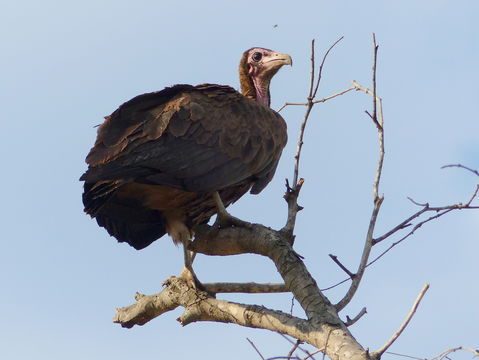 Image of Hooded Vulture