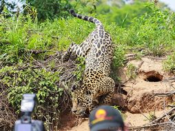 Image of Jaguar