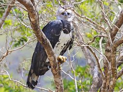 Image of American Harpy Eagle