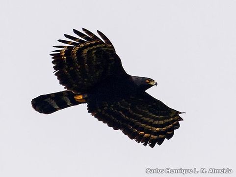 Image of Black Hawk-Eagle