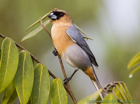 Image of Cinnamon Tanager