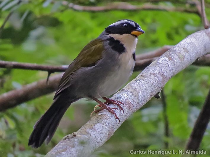 Image of Half-collared Sparrow