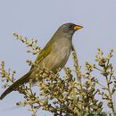 Image of Pale-throated Pampa-Finch