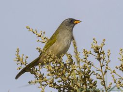 Image of Pale-throated Pampa-Finch