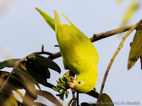 Image of Yellow-chevroned Parakeet