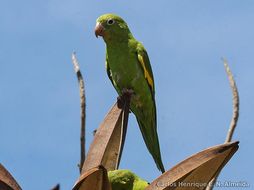 Image of Yellow-chevroned Parakeet
