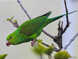 Image of Plain Parakeet