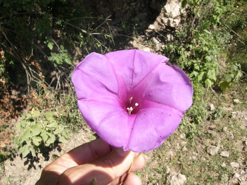 Image of Ipomoea pedicellaris Benth.