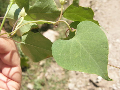 Image of Ipomoea pedicellaris Benth.