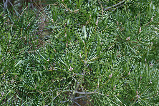 Image of Bunge's pine