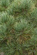 Image of Arolla Pine