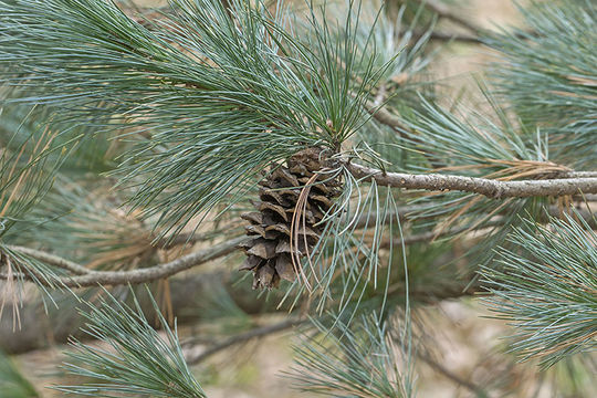 Image of Limber Pine