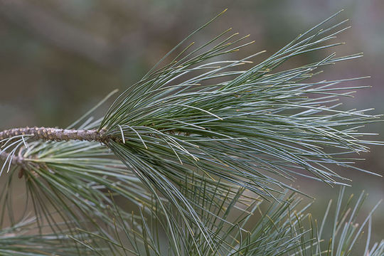 Image of Limber Pine