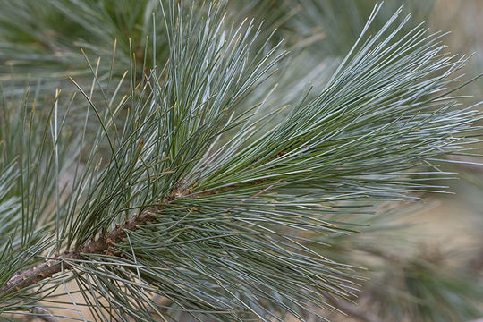 Image of Limber Pine