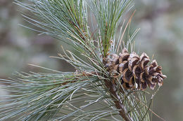 Image of Limber Pine