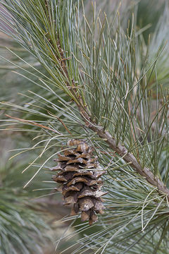 Image of Limber Pine